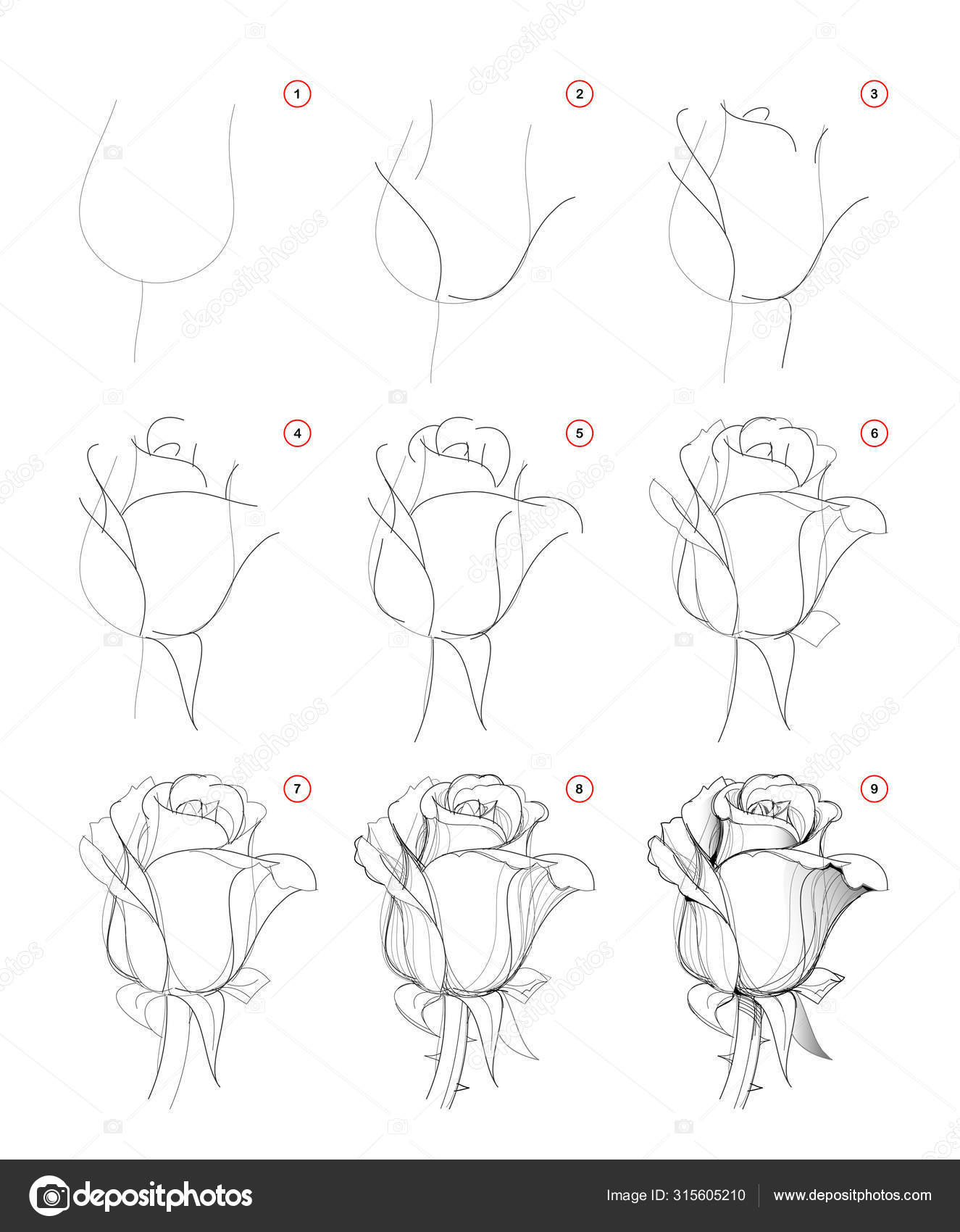 Como Desenhar Botão Flor Rosa Bonito Passo Passo Criação Passo vetor(es) de  stock de ©Nataljacernecka 315605210